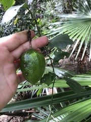 Passiflora herbertiana herbertiana