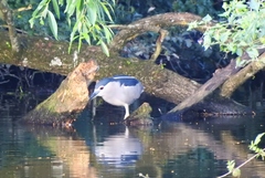 Nycticorax nycticorax