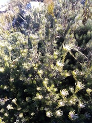 Leucadendron singulare