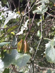 Passiflora herbertiana herbertiana