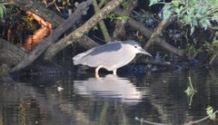 Nycticorax nycticorax