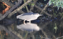 Nycticorax nycticorax
