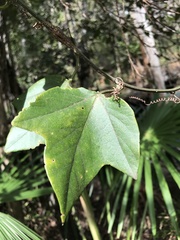 Passiflora herbertiana herbertiana