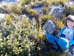 Leucadendron singulare