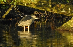 Nycticorax nycticorax