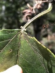 Passiflora herbertiana herbertiana