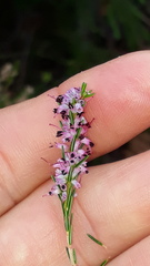 Erica quadrifida