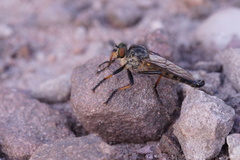 Neoitamus cyanurus