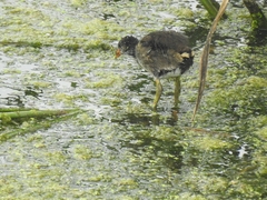 Gallinula chloropus