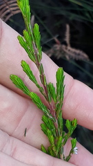 Erica quadrifida