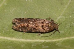 Teleiopsis diffinis