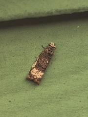 Phricanthes asperana