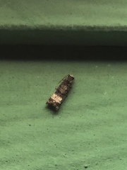 Phricanthes asperana