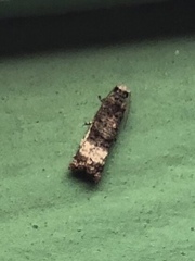 Phricanthes asperana