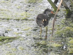 Gallinula chloropus