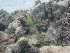 Halichoeres chloropterus