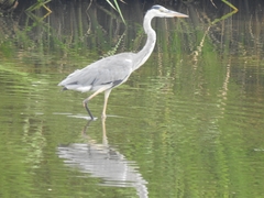 Ardea cinerea