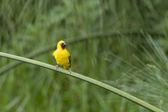 Ploceus castanops