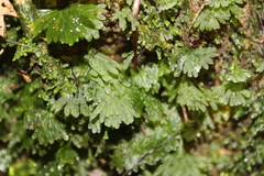 Symphyogyna hymenophyllum