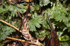 Symphyogyna hymenophyllum