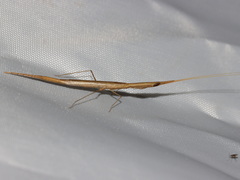 Didymocorypha lanceolata