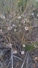 Agathosma roodebergensis