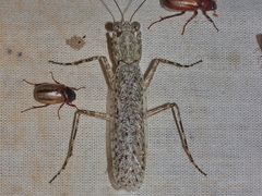 Humbertiellina