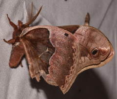 Callosamia angulifera