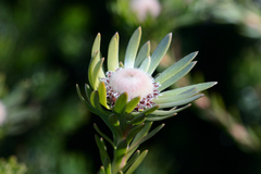 Leucadendron singulare