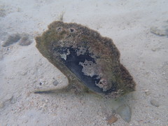 Pteria