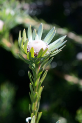 Leucadendron singulare