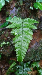 Diplazium doederleinii