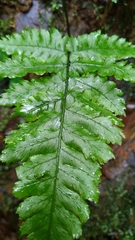 Diplazium doederleinii