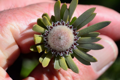 Leucadendron singulare