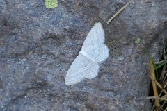 Scopula incanata