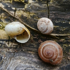 Euomphalia strigella