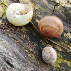 Euomphalia strigella