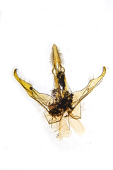 Teleiopsis diffinis