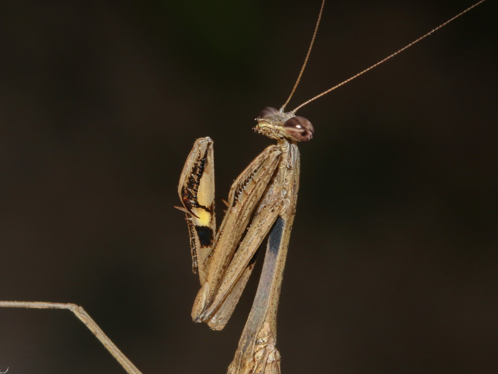 Statilia nemoralis