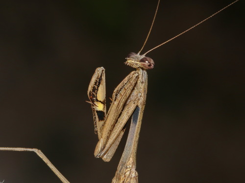 Statilia nemoralis