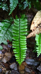 Hymenasplenium cheilosorum