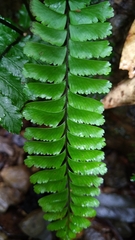 Hymenasplenium cheilosorum
