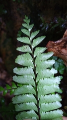 Hymenasplenium cheilosorum