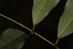 Cinnamomum virens