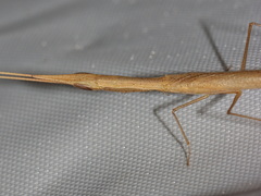 Didymocorypha lanceolata