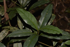 Beilschmiedia elliptica