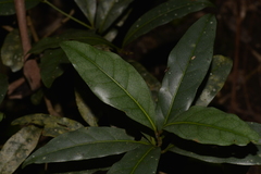 Beilschmiedia elliptica