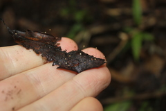 Gloiocephala