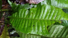 Leptochilus hemionitideus