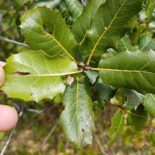 Coast Live × Interior Live Oak